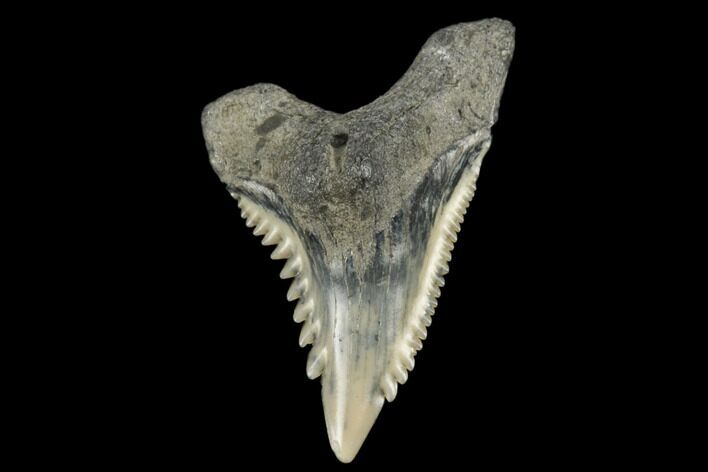 Snaggletooth Shark (Hemipristis) Tooth - Aurora, NC #180158